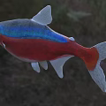 Vibrant Fish With Red Blue Gray Body White Fins Tail Blue Eyes In Natural Setting