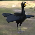 Black Flying Bird With Yellow Beak Crested Head Spread Wings Standing On Grassland