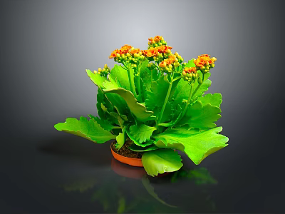 Vibrant Houseplant With Green Leaves And Orange Flowers In Clay Pot 3d model