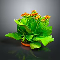 Vibrant Houseplant With Green Leaves And Orange Flowers In Clay Pot