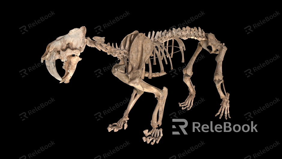 saber-toothed tiger skeleton saber-toothed tiger fossil saber-toothed tiger skull saber-toothed tiger skeleton fossil saber-toothed tiger skeleton exhibition model