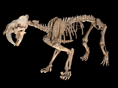 saber-toothed tiger skeleton saber-toothed tiger fossil saber-toothed tiger skull saber-toothed tiger skeleton fossil saber-toothed tiger skeleton exhibition 3d model