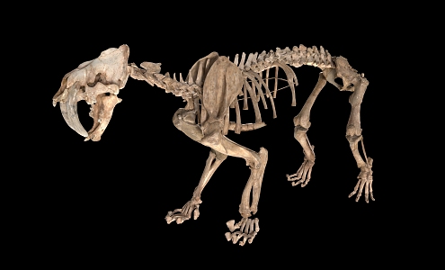 saber-toothed tiger skeleton saber-toothed tiger fossil saber-toothed tiger skull saber-toothed tiger skeleton fossil saber-toothed tiger skeleton exhibition 3d model