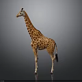Giraffe Standing With Long Neck And Brown White Spots On Gray Background