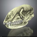 White Mammal Skull With Visible Teeth And Green Highlighted Internal Areas On Dark Reflective Background