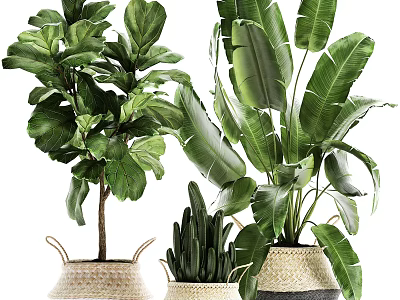 Large Green Leaf Potted Plants in Woven Baskets and Ceramic Pots for Home Decor 3d model