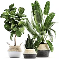 Large Green Leaf Potted Plants in Woven Baskets and Ceramic Pots for Home Decor