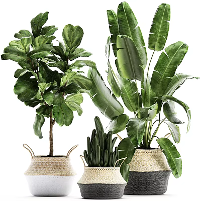 Large Green Leaf Potted Plants in Woven Baskets and Ceramic Pots for Home Decor 3d model