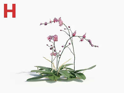 Pink Orchid Plant With Green Leaves And Purple Flower Buds 3d model