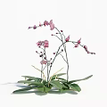 Pink Orchid Plant With Green Leaves And Purple Flower Buds