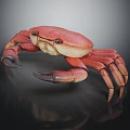 Red Crab With Detailed Legs And Realistic Appearance On Dark Reflective Surface