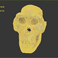 modern skull human skull fossil skeleton 3d model