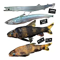 Aquatic Animal Species Including Indo Pacific Tarpon Longjaw Anchovy and Male Female Riffle Minnow