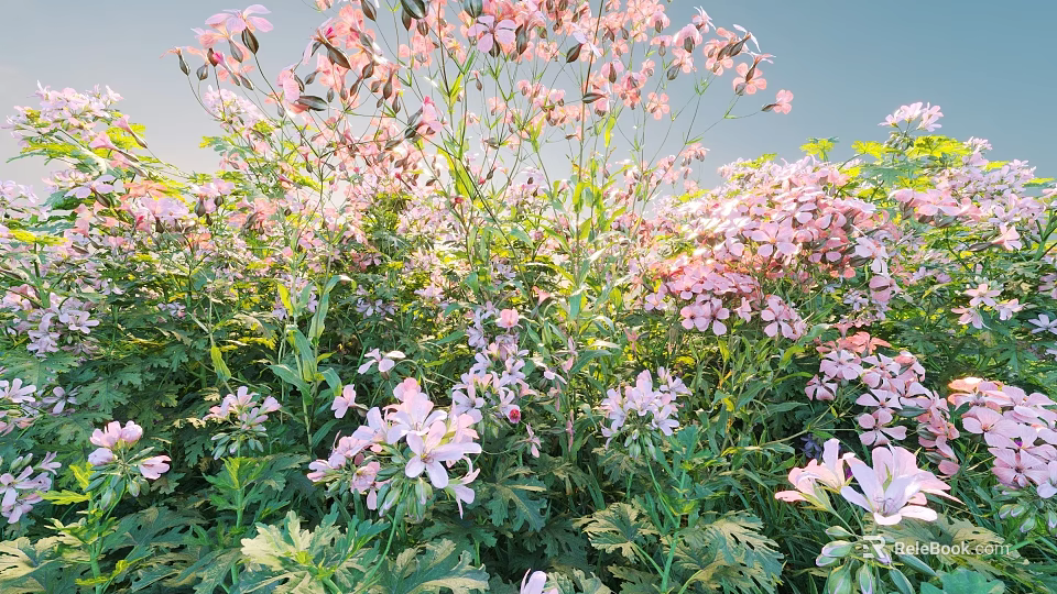 Beautiful Pink And White Flowers Growing In Green Grass Under Blue Sky 3d model 