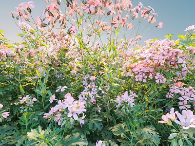 Beautiful Pink And White Flowers Growing In Green Grass Under Blue Sky 3d model