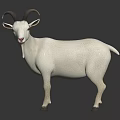 White Goat With Curved Horns Standing On Dark Background With Reflective Surface 3d model