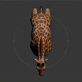 Giraffe With Brown And White Spots Standing On Gray Smooth Surface 3d model