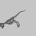 Tyrannosaurus Dinosaur Skeleton Fossil With Detailed Bone Structure And Sharp Teeth