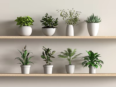 Indoor Bonsai Potted Plants on Wooden Shelves with White Pots and Green Foliage 3d model
