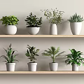 Indoor Bonsai Potted Plants on Wooden Shelves with White Pots and Green Foliage