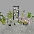 Various Bonsai and Potted Plants with Assorted Greenery and Decorative Shelf