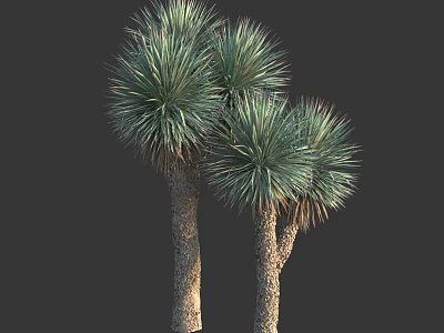 Three Tall Trees With Thick Trunks And Vibrant Green Spiky Foliage 3d model