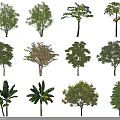 Diverse Arbor Tree Varieties Showcasing Different Leaf Shapes And Crown Forms 3d model