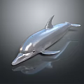 Spotting Dolphin Dolphin Cartoon Dolphin Animation Dolphin Animation Dolphin Animation Character Game Character 3d model
