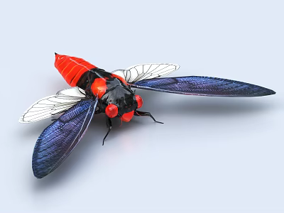Red and Blue Cicada with Transparent Wings and Red Eyes on Light Background 3d model