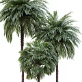 Tall Palm Trees With Lush Green Fronds In Natural Outdoor Setting