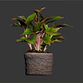 Vibrant Indoor Houseplant With Green Leaves Red Edges In Woven Textured Pot