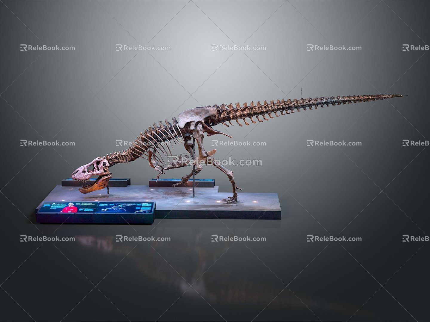 Modern skeleton dinosaur Jurassic pterosaur longnecked dinosaur 3d model