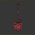 Detailed 3D Model of Abdominal Organs Including Esophagus Stomach and Intestines