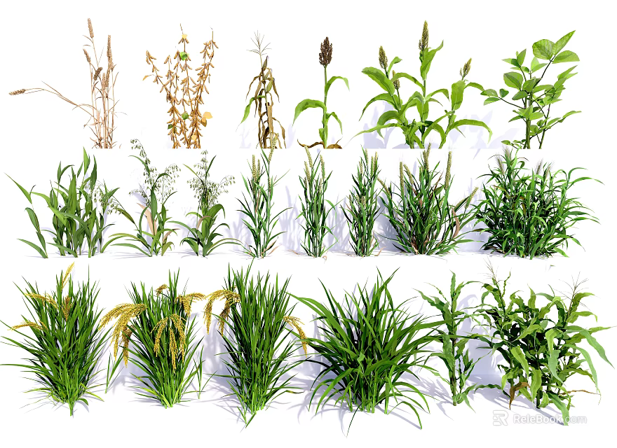 Various Herbaceous Plants With Different Growth Stages And Green Foliage 3d model 