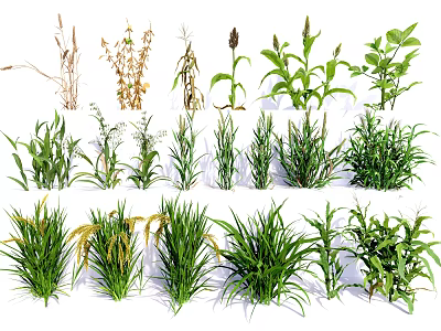 Various Herbaceous Plants With Different Growth Stages And Green Foliage 3d model