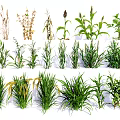 Various Herbaceous Plants With Different Growth Stages And Green Foliage