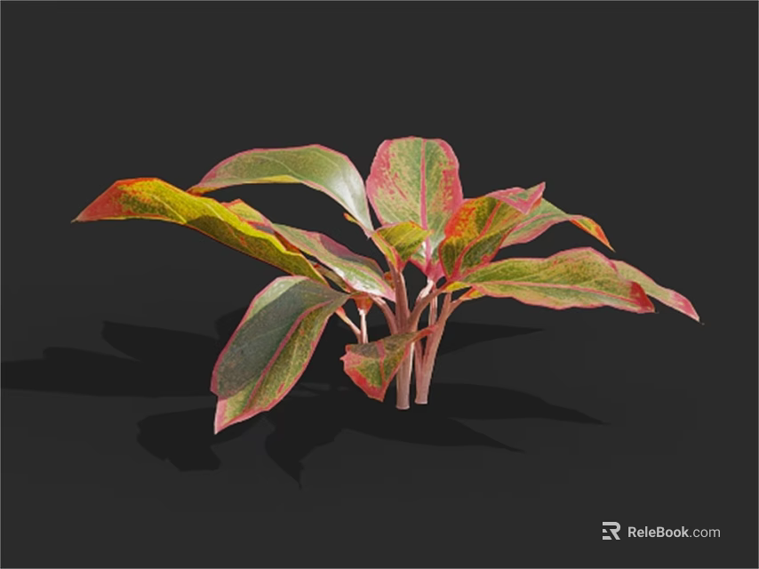 Vibrant Variegated Houseplant With Colorful Red Green Yellow Leaves Spreading Foliage And Clustered Stems 3d model 