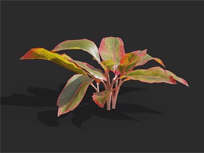Vibrant Variegated Houseplant With Colorful Red Green Yellow Leaves Spreading Foliage And Clustered Stems 3d model