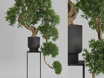 Lush Bonsai Tree With Curved Branches In Modern Black Pot On Metal Stand 3d model