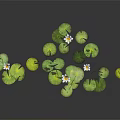 Water Lilies With Green Lily Pads And White Flowers In Aquatic Setting With Reflections