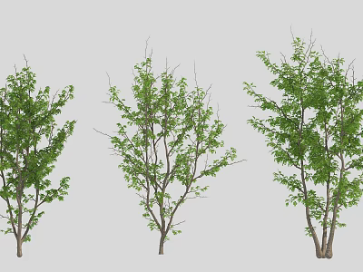 Three Arbor Trees With Varied Green Foliage And Natural Growth Forms 3d model