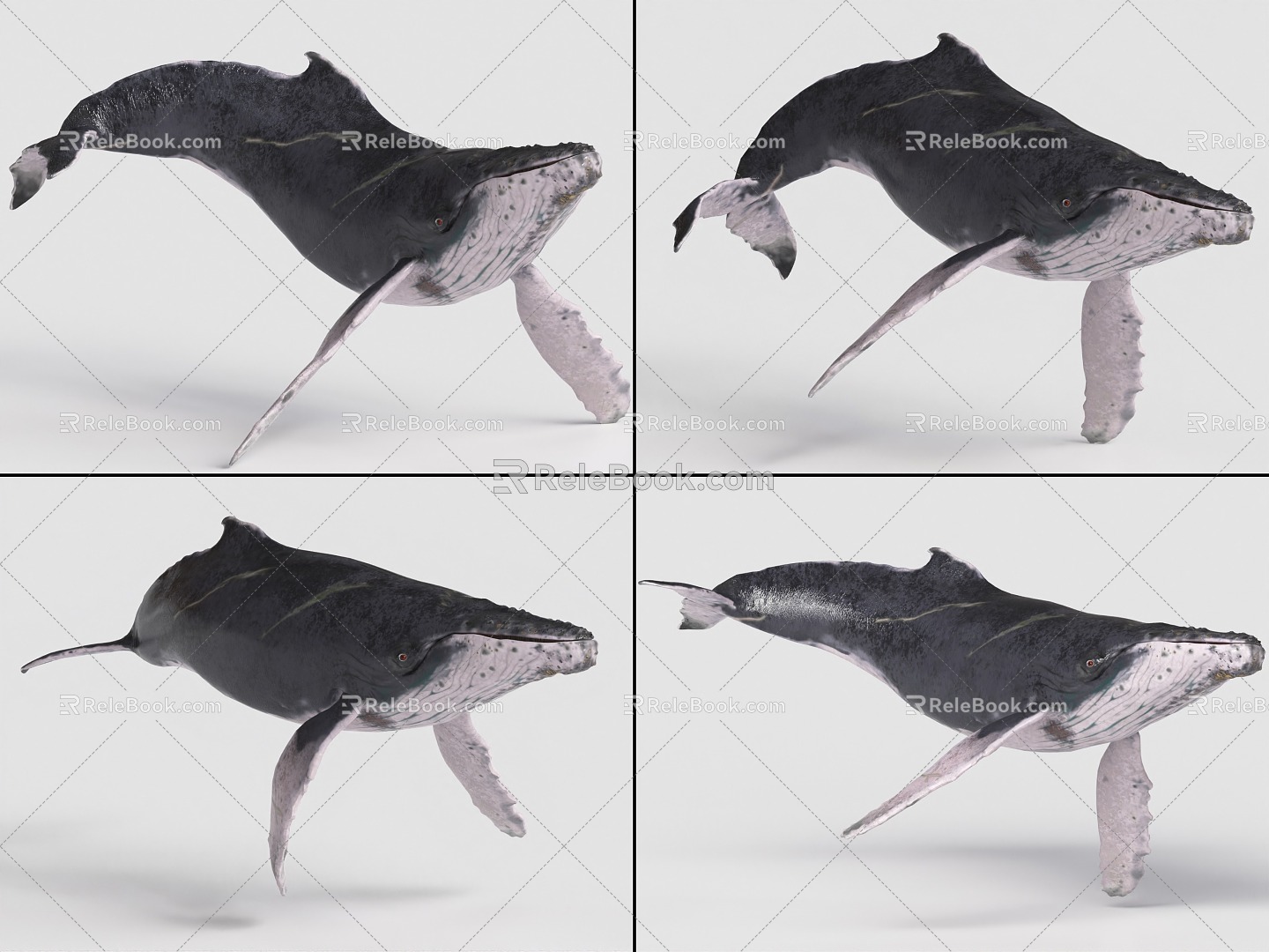 Humpback Whale with Bound and Animated Whale Marine Creatures 3d model