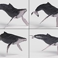 Humpback Whale with Bound and Animated Whale Marine Creatures 3d model