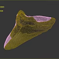 Prehistoric Shark Giant Tooth Fossil With Natural Texture And Ancient Features