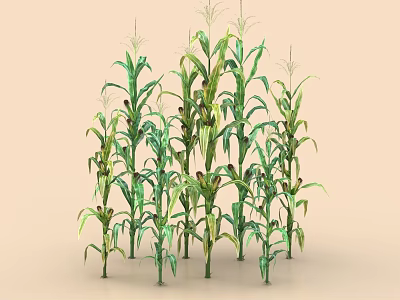 Green Corn Plants with Tall Stalks and Lush Leaves in Growth Stage 3d model