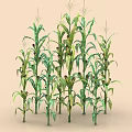 Green Corn Plants with Tall Stalks and Lush Leaves in Growth Stage
