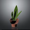 Indoor Green Plant with Striped Long Leaves in Red Terracotta Pot for Home Decor