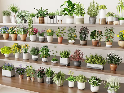 Various Potted Plants Display on Multi Layered Shelves with Different Sizes and Colorful Pots 3d model