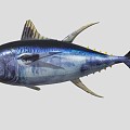 Yellowfin Tuna 3d model