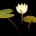 Yellow Lotus Flower With Green Leaves And Brown Spots On Black Background